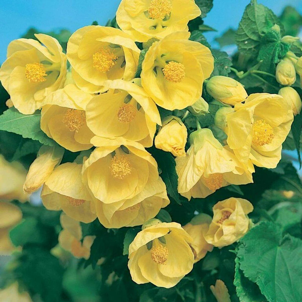 Lantern Hibiscus Flowers Plants (yellow)