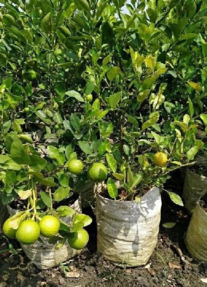 Gandharaj Lemon Fruit Plants