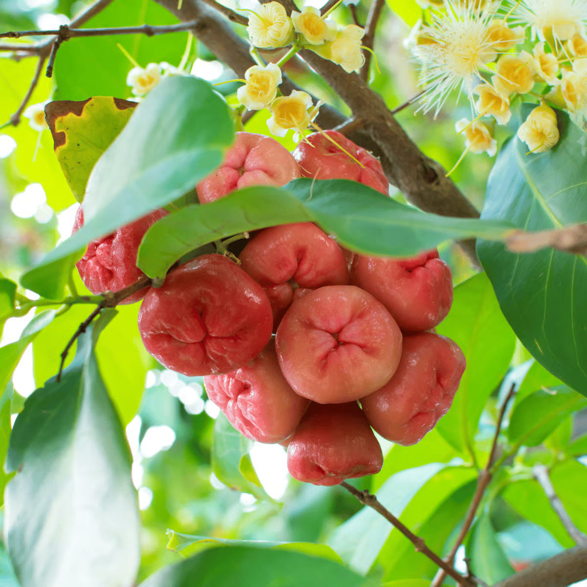 Water Apple (Red) Fruit Plants