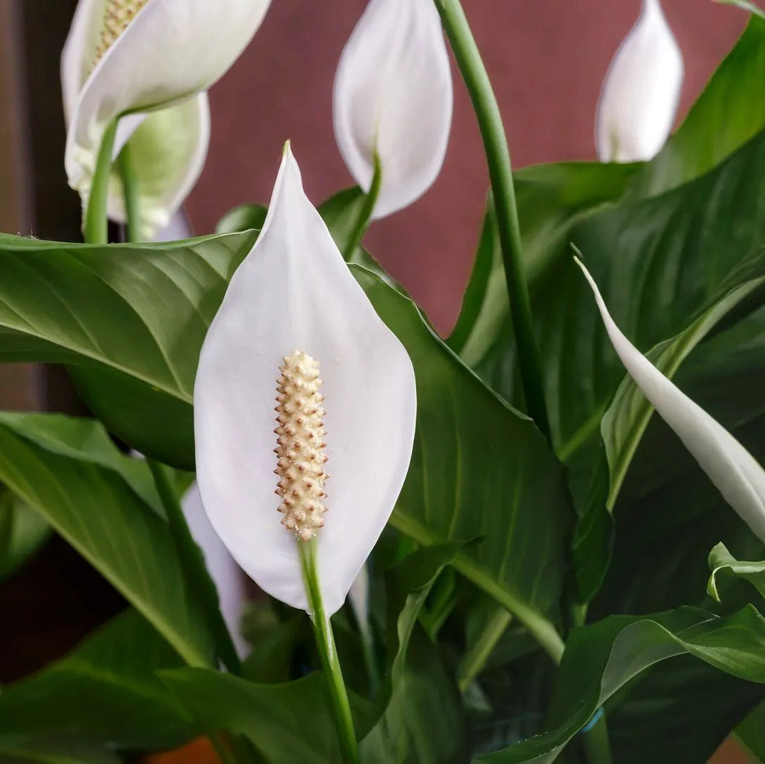 Peace Lily Plant