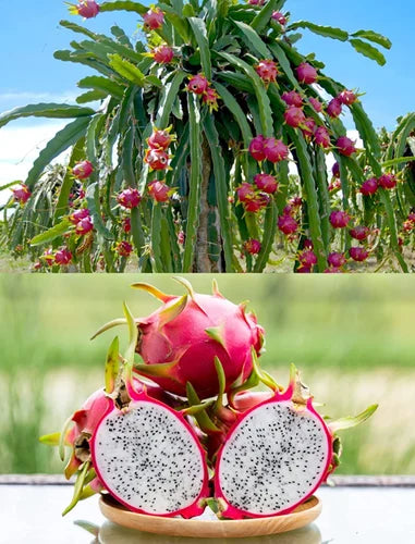 Dragon Fruit Plant