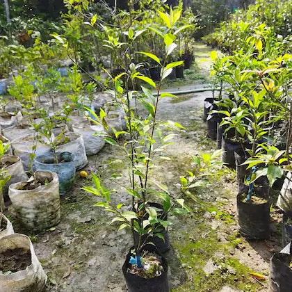 Hybrid Alubukhra Fruit Plant