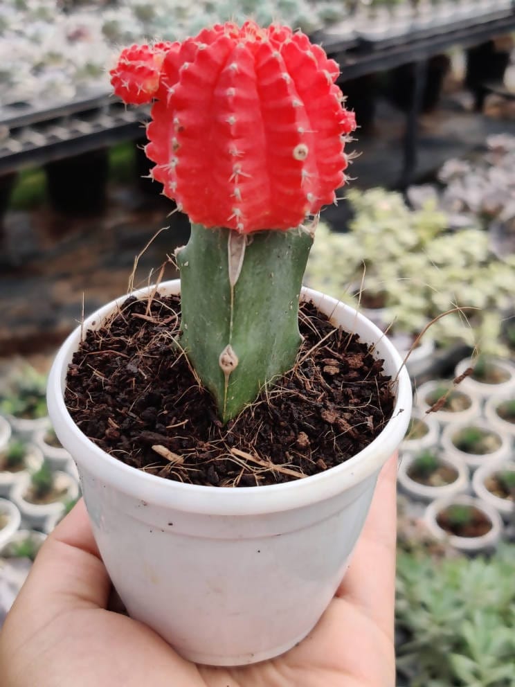 Moon Cactus (RED) Cactus Plants