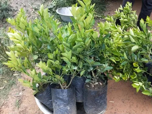 Seedlees Lemon Plant