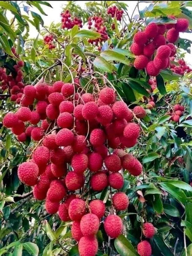 Litchi Fruit Plant (Air Layered)