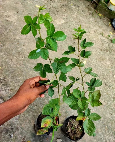 Blackberry Fruit Plant