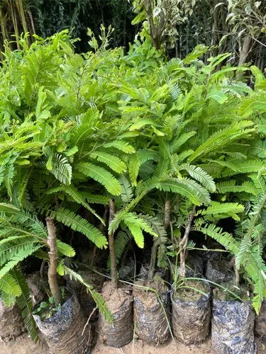 Amla (Grafted)- Fruit Plants