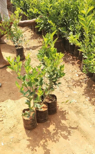 Chinese Santara Orange