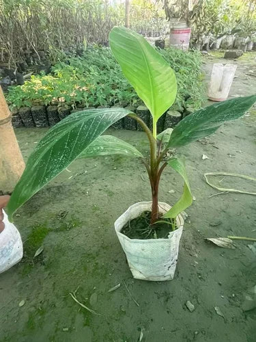 Sweet Red Banana Fruit Plants