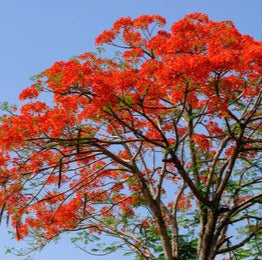 Gulmohar Red Flowering Plant
