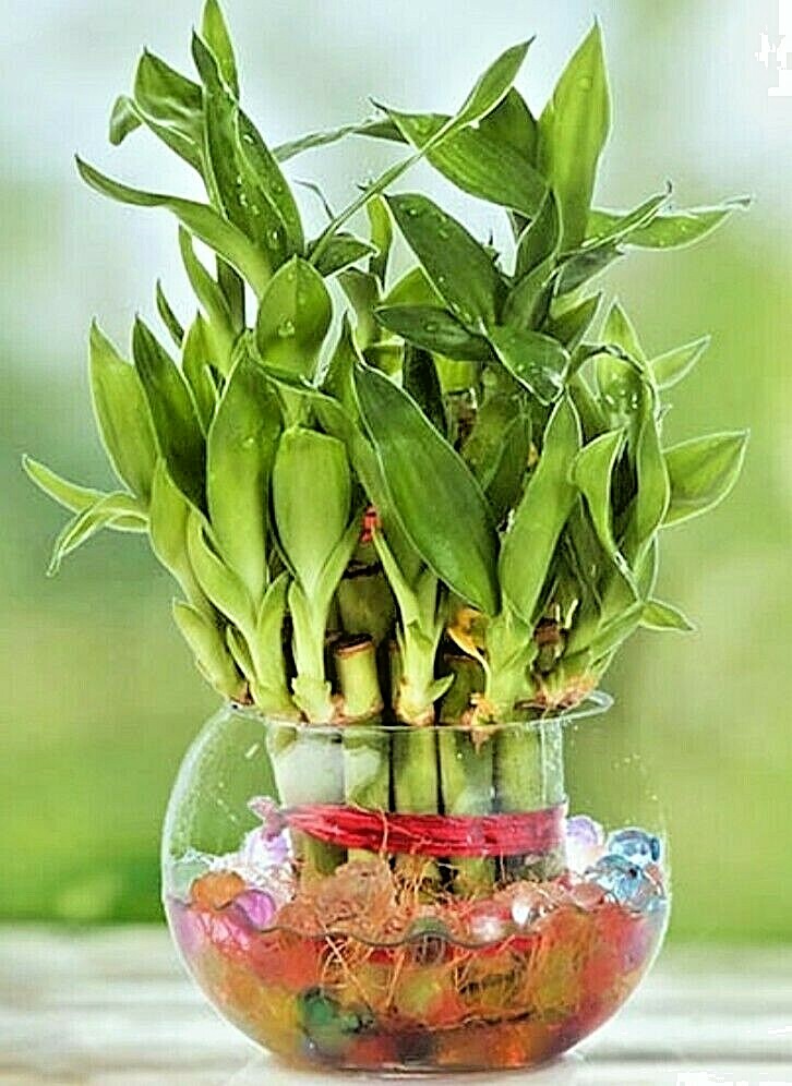 Lucky Bamboo Plant