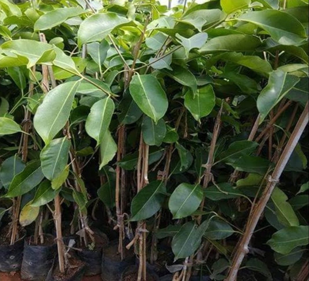 Seddless Jamun Fruit Plants