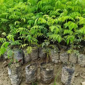 Kari Patta Plant
