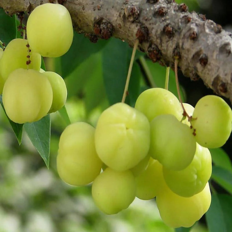 Star Gooseberry/Phyllanthus Acidus Fruit Plants