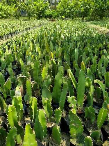 Dragon Fruit Plant