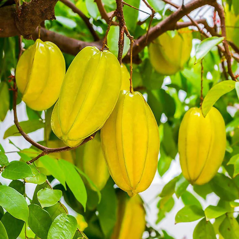 All Time Star Fruit Plant (Grafted)
