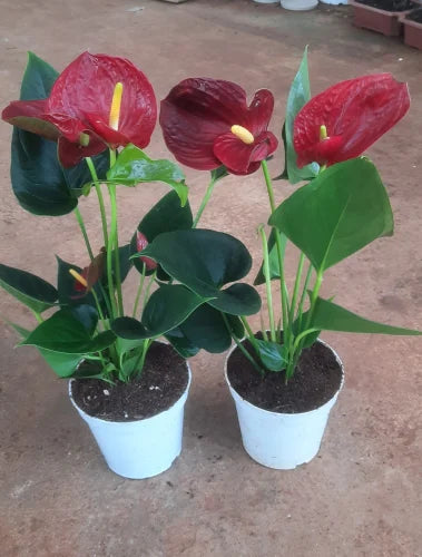 RED ANTHURIUM PLANTS