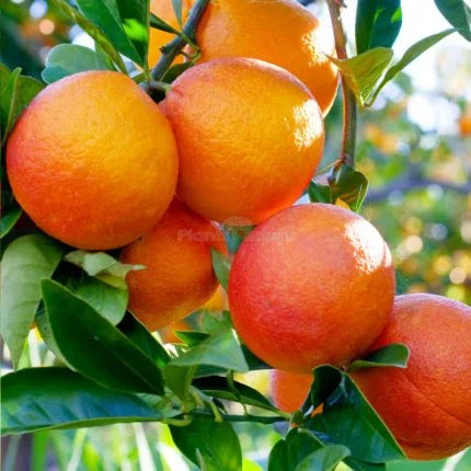 Chinese Santara Orange