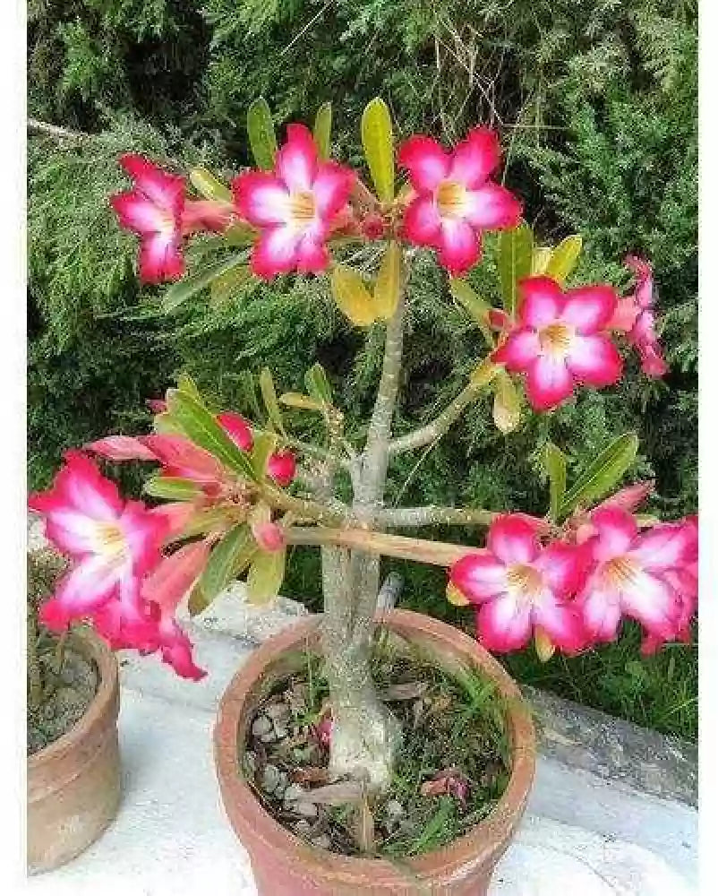 ROSY VARIETY ADENIUM FLOWERS PLANTS