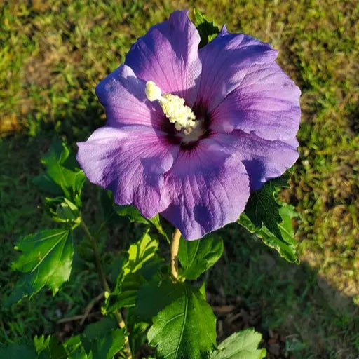 Hybrid Blue Hibiscus Rare one