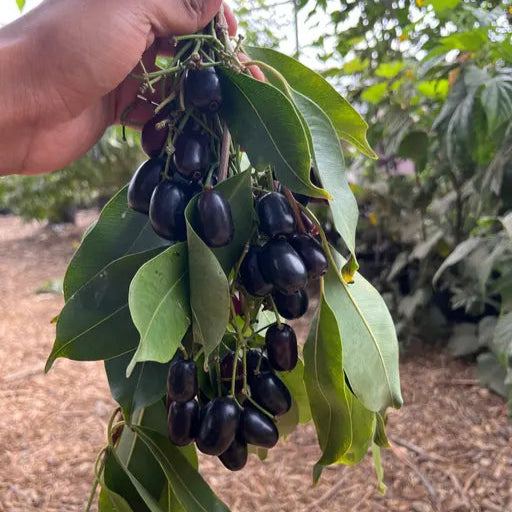 Seddless Jamun Fruit Plants