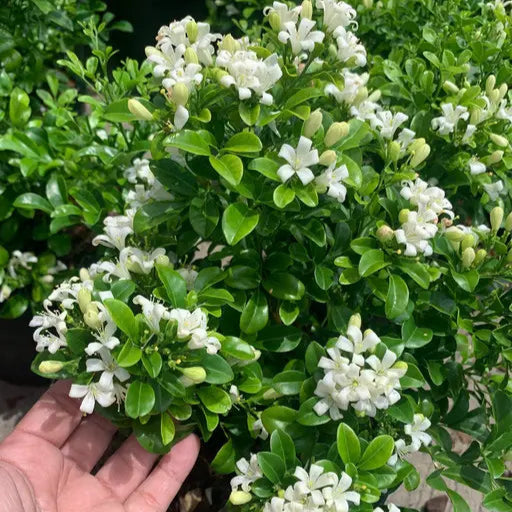 Fast Growth Table Kamini Plants