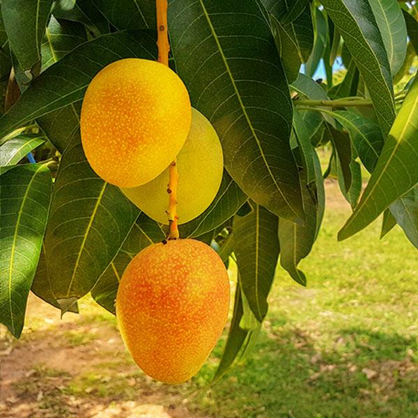 Mango Plant