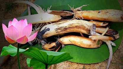 Lotus Tubers Flowers Plants (blubs)