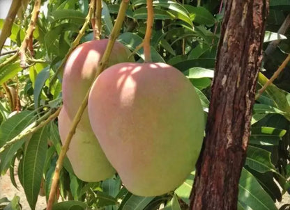 THAI B-7 MANGO Fruit plant (GRAFTING)