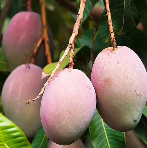 THAI B-5 MANGO Fruit plants (grafting)