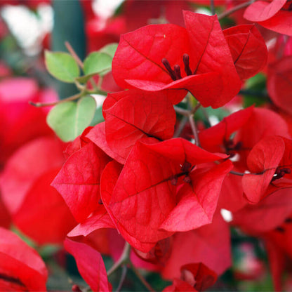 BOUGAINVALLEA FLOWERING PLANT- (FLAME RED)