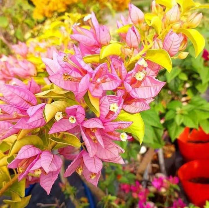 Moonlight Tanglong Bougainvillea