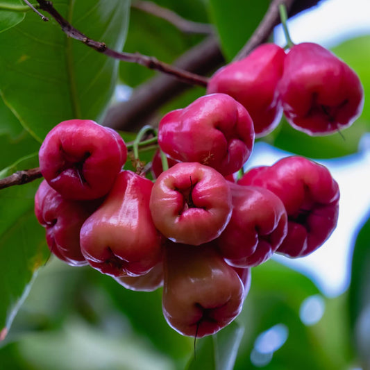 Water Apple (Red) Fruit Plants
