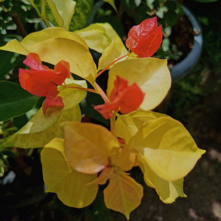 Albino Red Bougainvillea