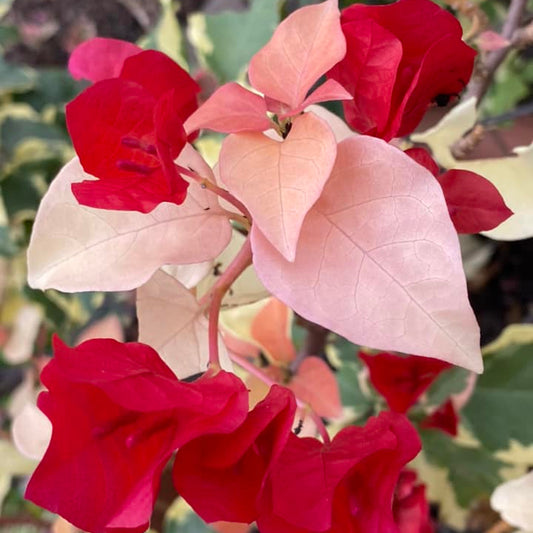 Albino Red Bougainvillea