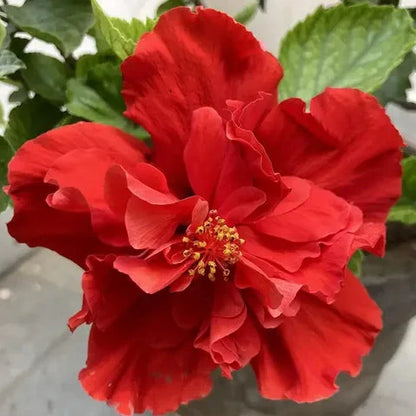 Austrian Hibiscus (Red Thoka) Flowers Plant