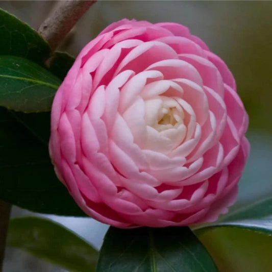 CAMELLIA FLOWERS PLANTS