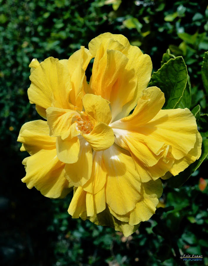 Austrilian Yellow hibiscus flowers plants