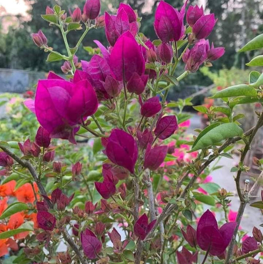 Dark One Bougainvillea