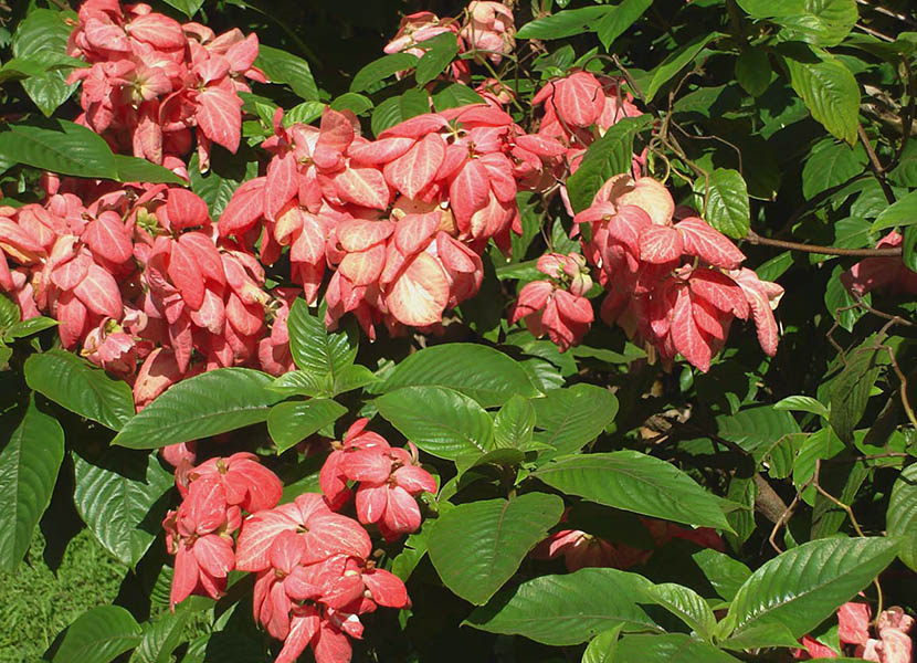 Mussaenda Flower Plant (Orange)