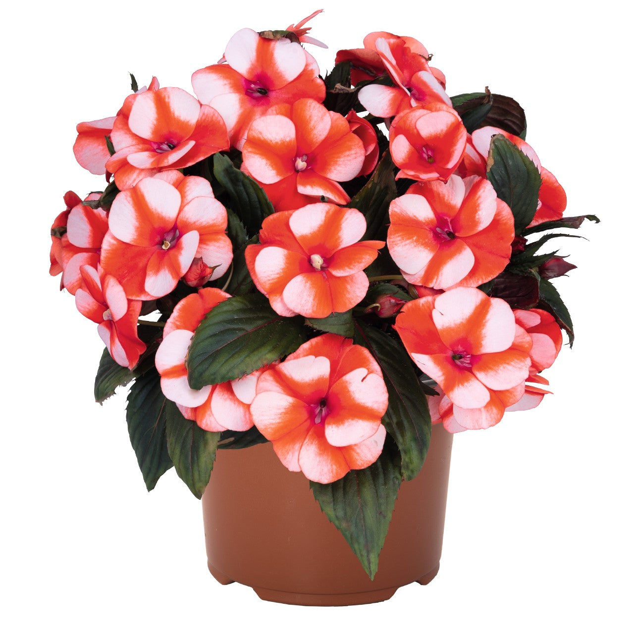 Impatiens Flowers Plants (White AND Orange)