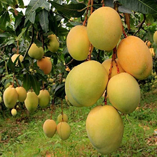 HIMSAGAR MANGO FURIT PLANT(Grafted)