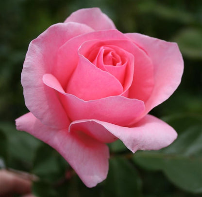 English rose(Pink)