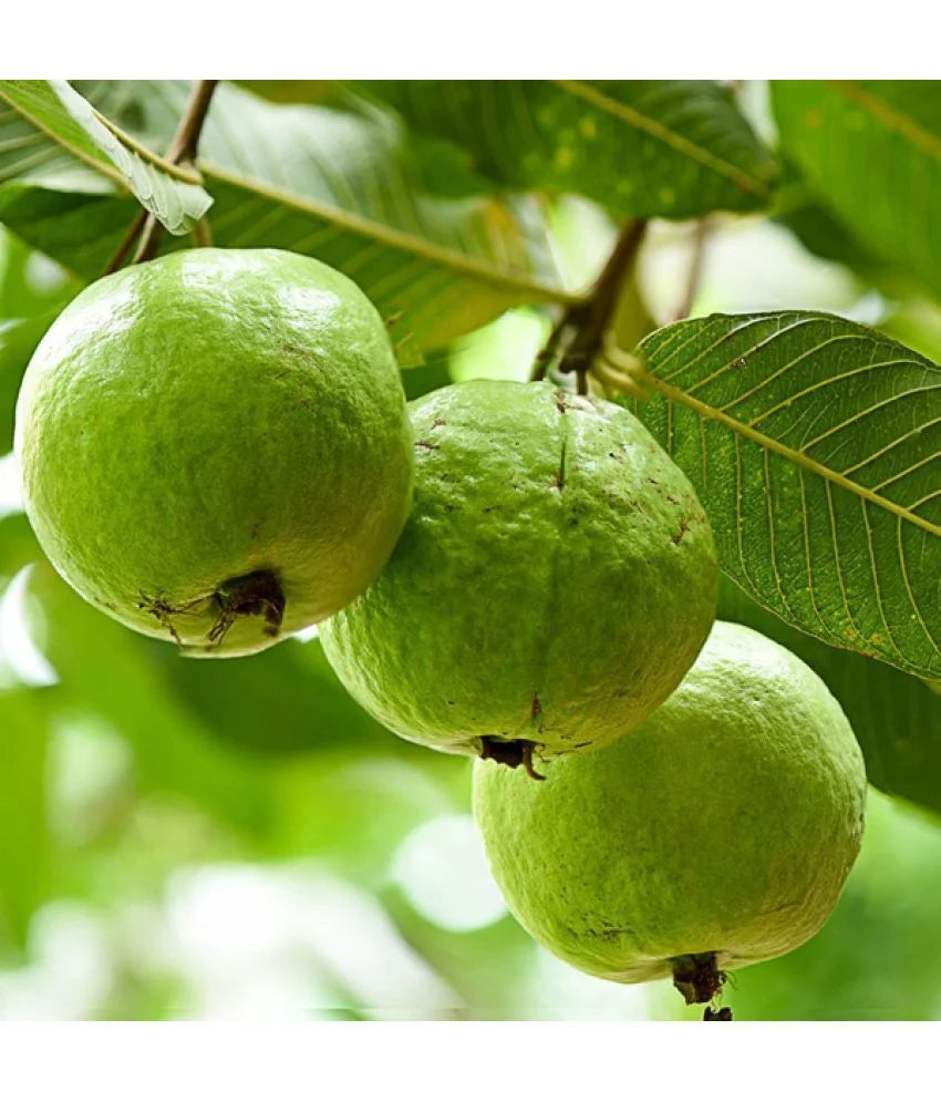 Thailand Sweet Guava Plants