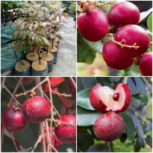 Rubi Ranghon Fruit Plant