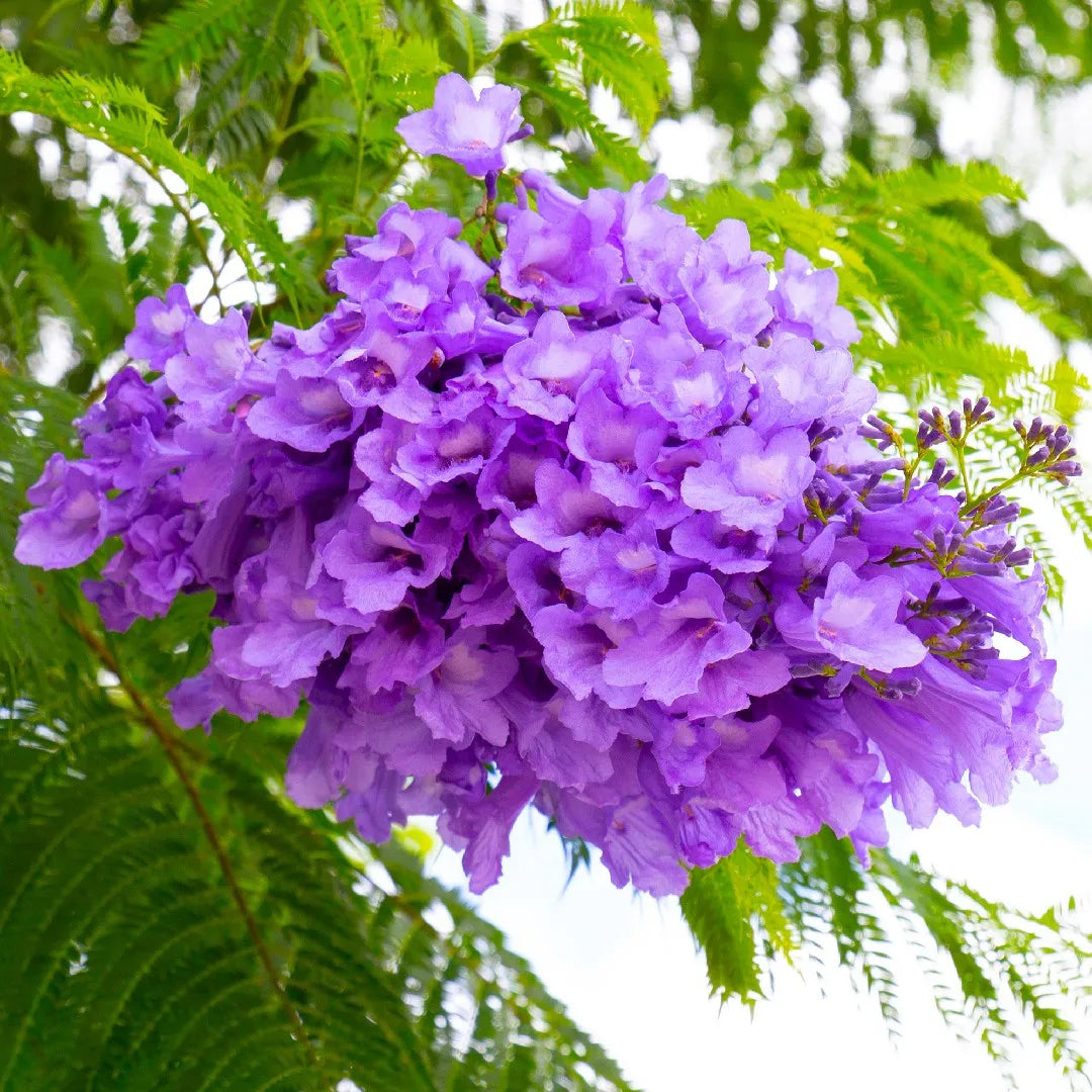 Jacaranda Flowers Plants (Blue)