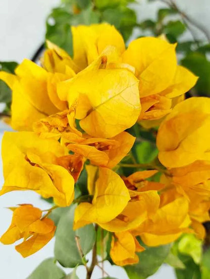 BOUGAINVILLEA YELLOW FLOWERS PLANTS