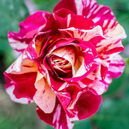 Abracadabra Rose Grafted Flowers Plants