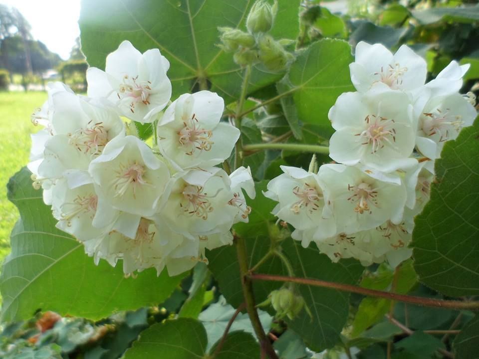 Dombeya Flowers Plants(WHITE)