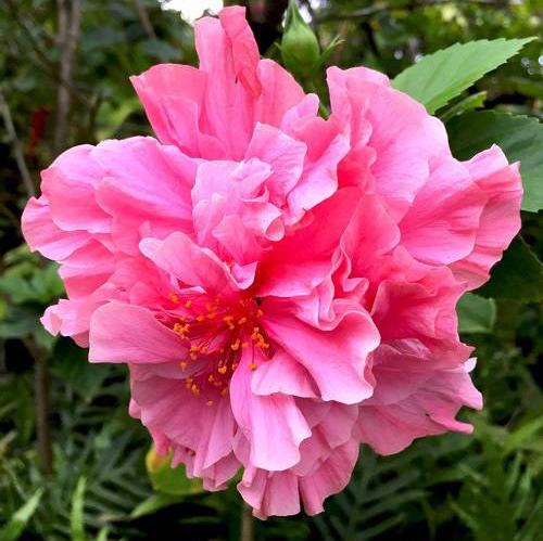 Austrilian Hibiscus Pink Thoka Flowers Plant